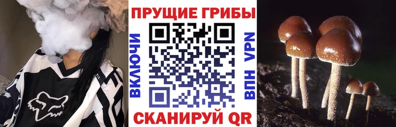 Псилоцибиновые грибы GOLDEN TEACHER  кракен маркетплейс  Хвалынск  наркота 